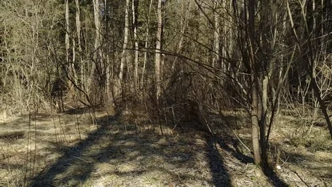 The old forest. With spring water. 89 Stock-Footage 105824721