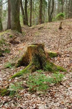 Old forest stub Stock Photos