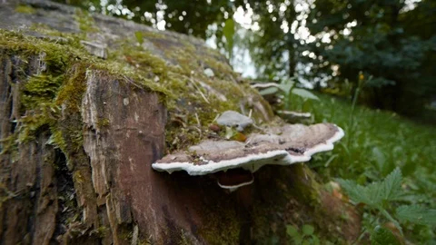 Old forest stump covered with moss Stock Footage 115986464