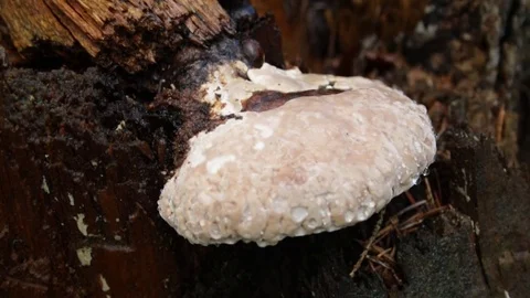 Old forest stump 库存影片 79800672