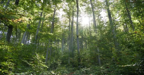 Old Forest, Sunshine Through Trees and Leaves 스톡 동영상 257474869