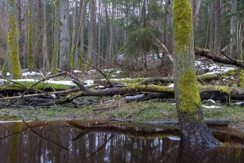 Old forest in the swamp. Thick tree trunks overgrown with moss. In places on  Stock Photos