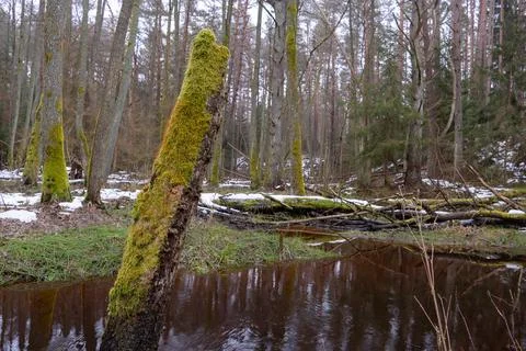 Old forest in the swamp. Thick tree trunks overgrown with moss. In places on  Stock Photos