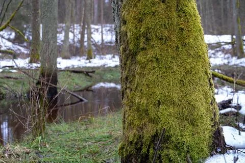 Old forest in the swamp. Thick tree trunks overgrown with moss. In places on  Stock Photos