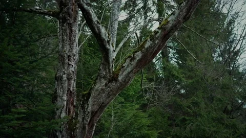 Old forest tree covered with moss Stock Footage 195164241