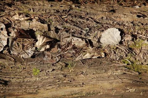 The old forest tree is covered with old foliage Stock Photos
