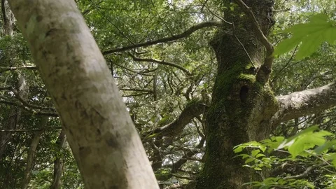 An old forest tree with moss attached. Stock Footage 114420830