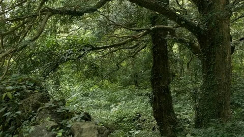 An old forest tree with moss attached. Stock Footage 114420840