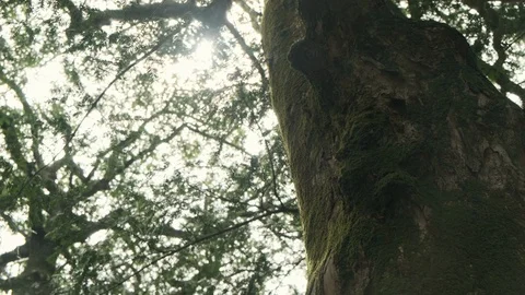 An old forest tree with moss attached. Stock Footage 114421206