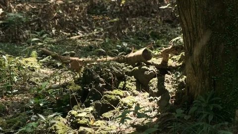 An old forest tree with moss attached. Stock Footage 114421211