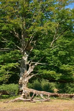 Old forest tree with sprawling roots and fallen wood Stock Photos