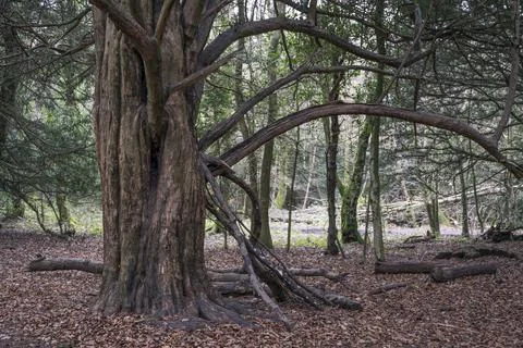 Old forest tree trunk Foto stock