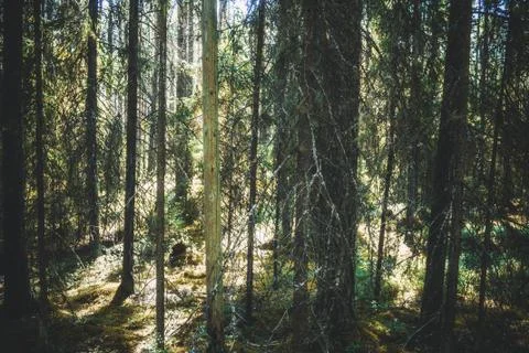 Old forest. View inside of the forest on the trees. Stock Photos