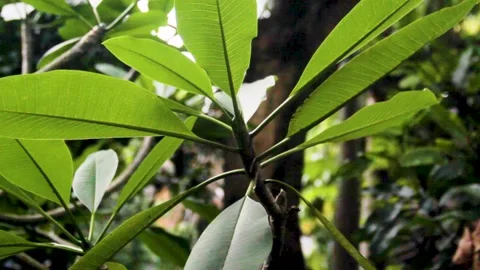 Old frangipani plants Stock Footage 236187409