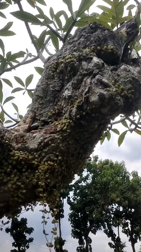 Old Frangipani tree Stock Footage 327513924