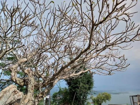 Old frangpiani tree Foto stock