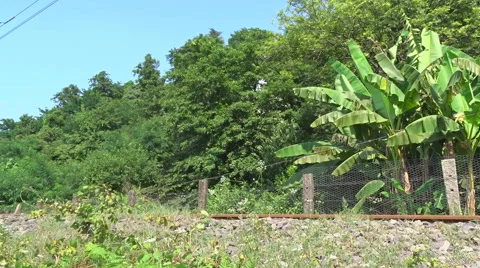Old freight train passing through the jungle. Real time shot Stock Footage 55225407