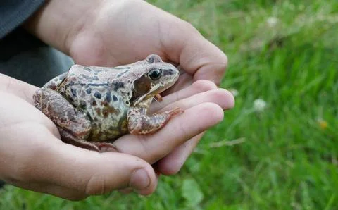 An old frog on a boy's hand Stockfoto's