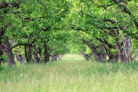 Old fruit orchard in spring 库存照片