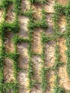 Old Gallup bricks with grass 库存照片