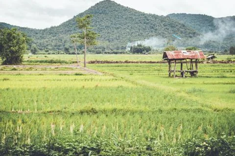 Old galvanized cottage in rice fields growing and mountain background Stock Photos