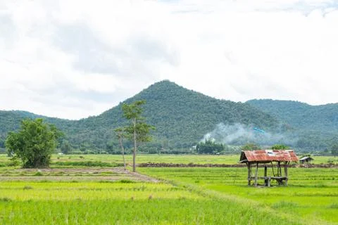 Old galvanized cottage in rice fields growing and mountain background Stock Photos