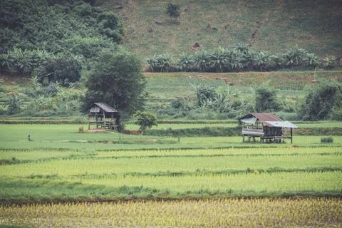 Old galvanized cottage in rice fields growing and mountain background Stock Photos