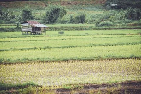 Old galvanized cottage in rice fields growing and mountain background Stock Photos