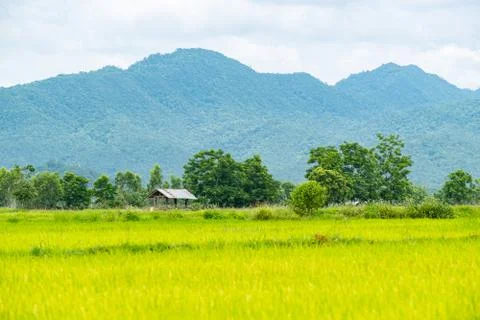 Old galvanized cottage in rice fields growing and mountain background Stock Photos
