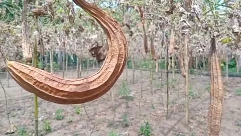 Old gambas vegetables hanging. Vidéo 334633691