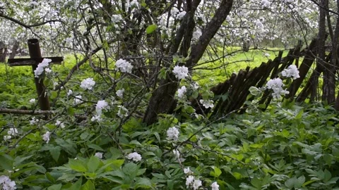 Old garden blooming apple trees Stock Footage 146689711