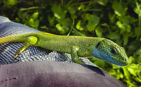 Old garden lizard 写真素材