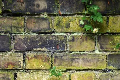 Old garden wall Illustrazione stock