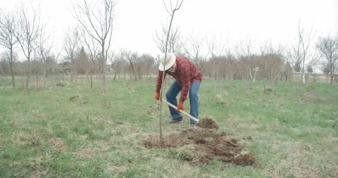 Old gardener digging soil in orchard. Stock Footage 237160881