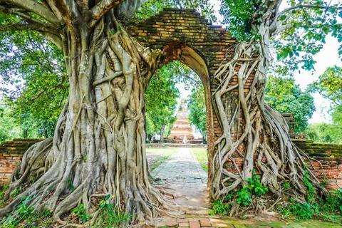 Old gate with banyan root called "Gateway to the passage of time" Foto stock