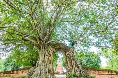 Old gate with banyan root called "Gateway to the passage of time" at ruins Stock Photos