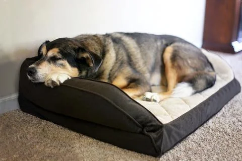 Old German Shepherd Mix Breed Pet Sleeping in a Soft Dog Bed Stock Photos