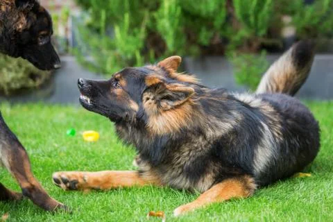 Old German shepherd shows aggression Stock Photos