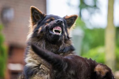 Old German shepherd shows aggression Stock Photos