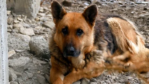 Old german shepherd sitting on the ground, looking at the camera. Stock Footage 87081869