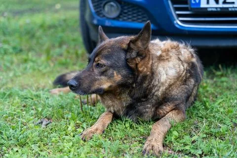 Old German Shepherd type a dog laying in green grass Stock Photos
