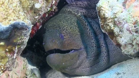 Old Giant muray Stockbeeldmateriaal 78210031