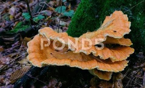Old giant Sulphur Shelf fungi closeup, Bialowieza forest, poland, Europe Stock Photos