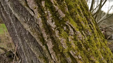 Old giant tree bark close up camera movement upwards Stock Footage 236463040