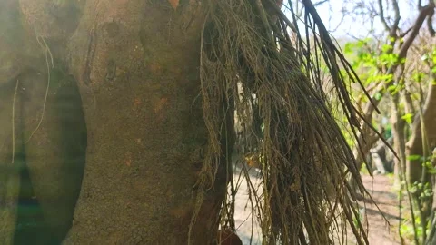 An old Giant Tree Stock Footage 275395626