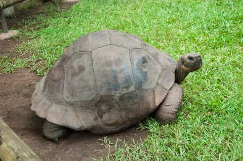 Old giant turtle Stock Photos