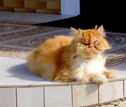 Old ginger blind cat without an eye sitting in front of the house Stock Photos