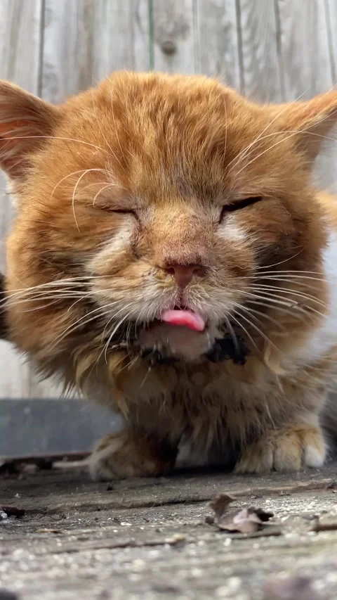 Old ginger cat got dirty, close-up Stock Footage 303806562