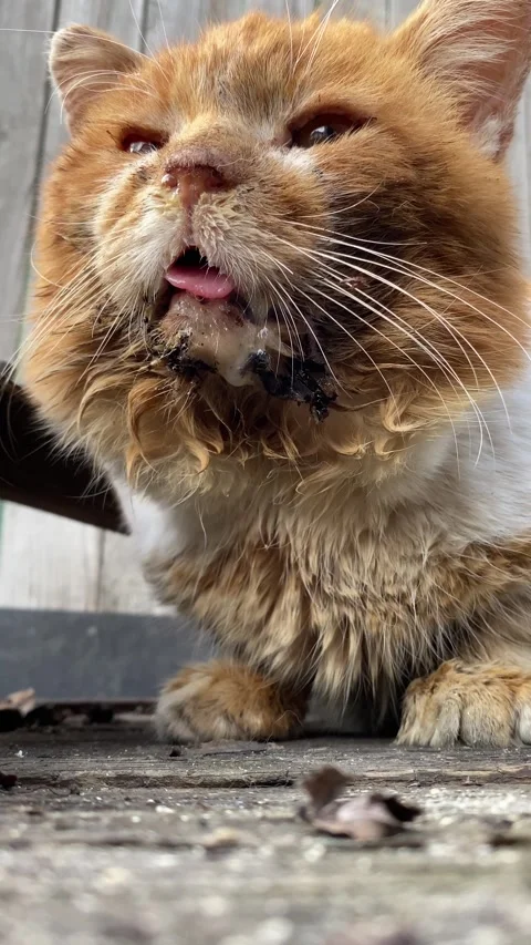 Old ginger cat got dirty, close-up Stock Footage 303806563