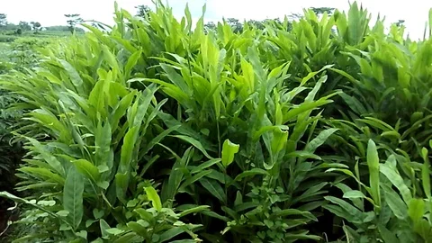 Old ginger field on the mountain ready to harvest Stock Footage 122560986
